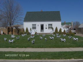 Cows Display