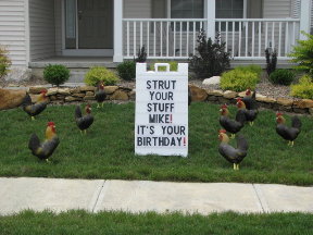 Rooster Full Display
