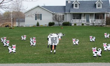 2D Cutesy Cow Display