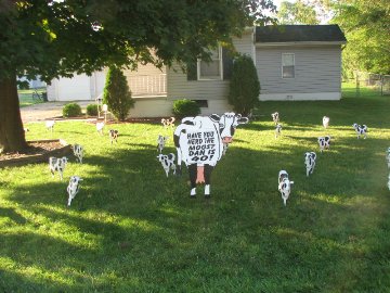 3D Cow Display