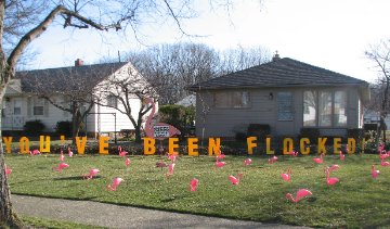 3D Flamingo Flocking with Lawn Letters