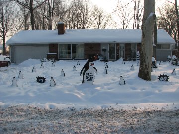 3D Penguin Display