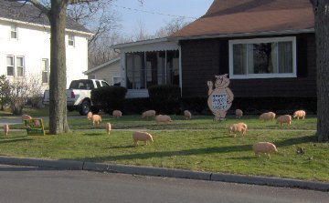 3D Pig Display